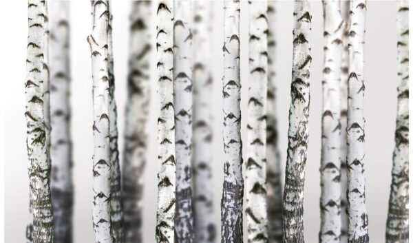 Fototapeta břízy 152,5x104 cm NOVÝ 2. jakost - Obrázek 2