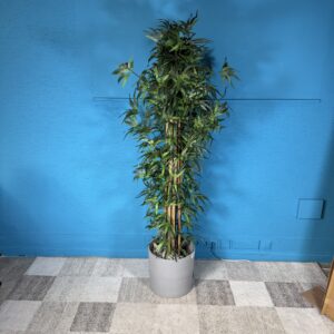 Umělá rostlina bambus s květináčem a kamením