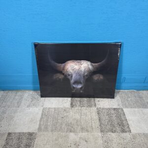 Obraz bizon 60 x 80 cm NOVÝ 2. jakost